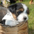 Parka Demolki z Żor